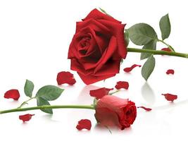 rosas vermelhas e pétalas de rosa em fundo branco, conceito de dia dos namorados foto