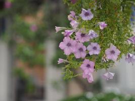 onda cor de cascata rosa, solanaceae, nome científico petúnia híbrido vilm, grandes pétalas única camada grandiflora solteiros violeta flor roxa em um pote de plástico florescendo jardim natureza fundo árvore foto