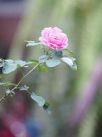 arranjo de flores rosa rosa lindo buquê florescendo no jardim em turva de fundo da natureza símbolo amor dia dos namorados lindo foto