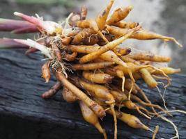 boesenbergia rotunda kaempferia cochinchinensis gagnep. kaempferia ovata roscoe, kaempferia pandurata roxb fresco, erva tailandesa de alimentos vegetais em madeira, coronavírus covid-19 foto