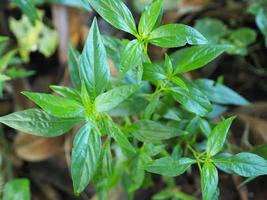 rei dos amargos andrographis paniculata burm, parede. ex nees, fah talai jhon, ervas tailandesas aliviam a dor de garganta, reduzem a febre, folhas verdes árvore planta flor vegetal natureza coronavírus, covid-19 foto