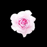 flor de rosa rosa isolada, corte o contorno em fundo preto foto