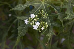 cnidoscolus aconitifolius ou chaya plantas flor flor e botões no fundo da árvore desfocada. foto