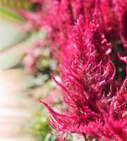 pente de galos, foxtail amaranto, cor vermelha celosia argentea amaranthaceae flores florescendo no jardim turva de fundo da natureza, celosia plumose, plumed celusia, flor de lã foto