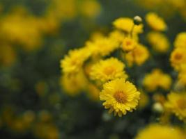 crisântemo indicum nome científico dendranthema morifolium, flavonóides, pólen closeup de flor amarela florescendo no jardim em turva de fundo da natureza foto
