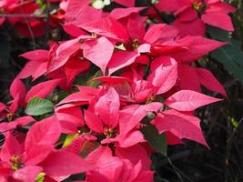 estrela de natal, poinsétia verde e vermelho deixa a árvore florescendo no fundo da natureza do jardim foto