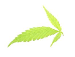 cannabis sativa, maconha isolada no fundo branco. foto