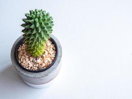 plantador de concreto moderno com planta de cacto. vaso de concreto pintado para decoração de casa foto