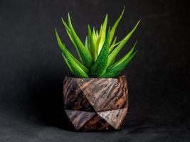 padrão de madeira marrom pintado plantador de concreto geométrico com planta suculenta. vasos de concreto pintados para decoração de casa foto