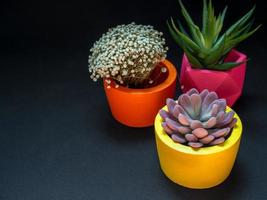 lindos vários plantadores de concreto geométricos com cactos, flores e plantas suculentas. vasos de concreto pintados coloridos para decoração de casa foto