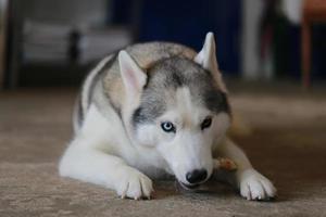 husky siberiano cores bi-olhos deitado e mastigando guloseimas na sala de estar. cachorro comendo osso. foto