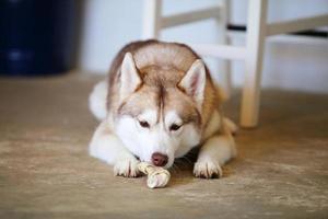 husky siberiano desfrutar com guloseimas na sala de estar. cachorro mastigando guloseimas e deitado no chão. foto