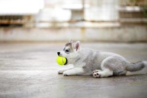 filhote de husky siberiano brincando com bola de tênis. cachorrinho fofo com brinquedo na boca. foto