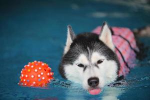 husky siberiano jogando brinquedo flutuante e nadando na piscina. cachorro nadando. cachorro brincando com brinquedo. foto