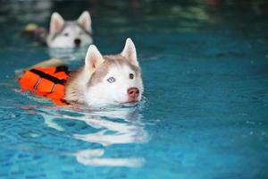 ambos os huskies siberianos vestindo colete salva-vidas e nadando juntos na piscina. cães nadando. foto