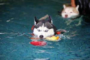 husky siberiano segurando o brinquedo na boca e nadando na piscina. cachorro nadando. cachorro brincando com brinquedo. foto