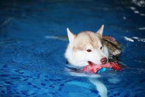 husky siberiano segurando o brinquedo na boca e nadando na piscina. cachorro nadando. cachorro brincando com brinquedo. foto