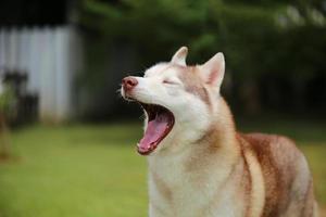 retrato de bocejo husky siberiano. cachorro preguiçoso solto no parque. foto