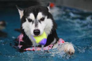 husky siberiano segurando o brinquedo na boca e nadando na piscina. cachorro nadando. cachorro brincando com brinquedo. foto