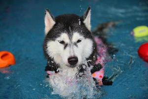husky siberiano perseguindo brinquedo e fazendo respingos de água na piscina. cachorro nadando. cachorro brincando com brinquedo. foto