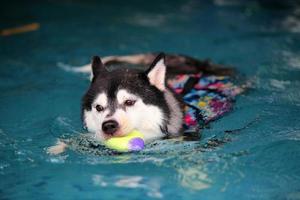 husky siberiano segurando o brinquedo na boca e nadando na piscina. cachorro nadando. cachorro brincando com brinquedo. foto