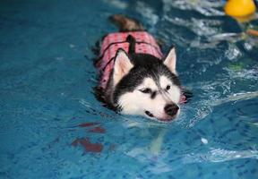 husky siberiano vestindo colete salva-vidas e nadando na piscina. cachorro nadando. foto