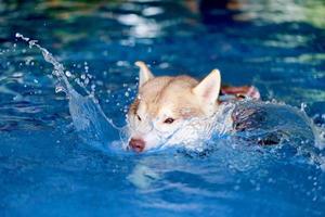 husky siberiano vestindo colete salva-vidas e fazendo respingos de água na piscina. cachorro nadando. foto