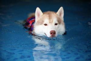 husky siberiano vestindo colete salva-vidas e nadando na piscina. cachorro nadando. foto