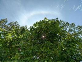 folhas verdes de árvores no fundo do céu azul foto