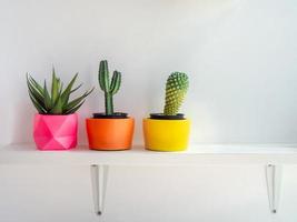 lindos vários plantadores de concreto geométricos com cactos, flores e plantas suculentas. vasos de concreto pintados coloridos para decoração de casa foto