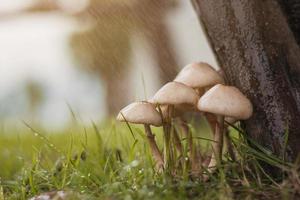 cogumelos na chuva. estação chuvosa e cogumelos. conceito de natureza. foto