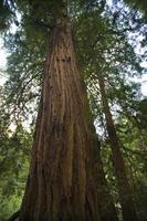 grande redwood árvore muir bosques monumento nacional são francisco ca foto