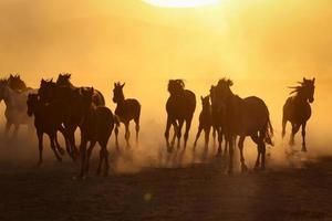 cavalos yilki correndo em campo, kayseri, turquia foto