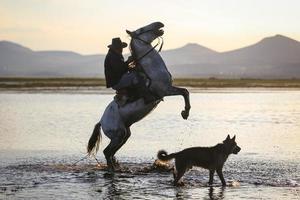 cavalo que cria na água, kayseri, peru foto