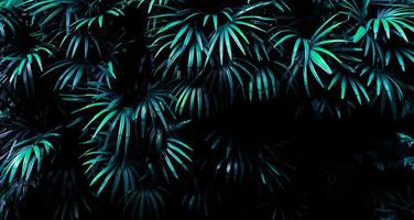 floresta tropical de folhas brilham no fundo escuro. foto