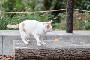 gato branco no jardim. conceito de animal de estimação e dia internacional do gato foto