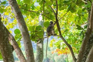 folha escura macaco langur trachypithecus obscurus pendurar e comer folhas verdes na árvore na praia de railay, krabi, tailândia foto