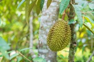 durian fresco pendurado na árvore no fundo do jardim, rei da tailândia de frutas. famosa comida do sudeste e conceito de frutas tropicais exóticas asiáticas foto