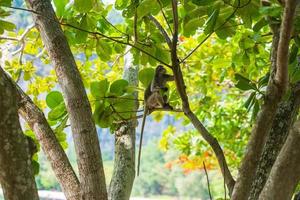 folha escura macaco langur trachypithecus obscurus pendurar e comer folhas verdes na árvore na praia de railay, krabi, tailândia foto