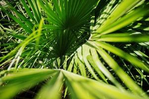 foto de close-up de folhas de palmeira tropicais verdes vibrantes.