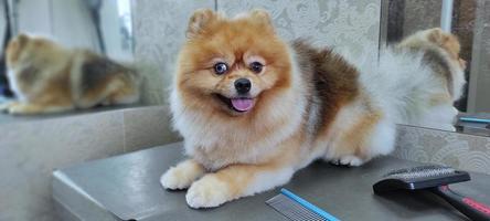 um cachorro spitz na mesa de um cabeleireiro depois de um corte de cabelo. lindo cachorrinho foto