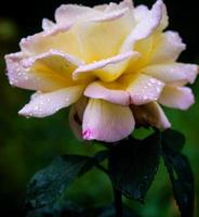 Flor rosa foto