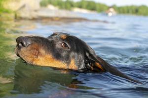 filhote de dachshund nada no rio. foto