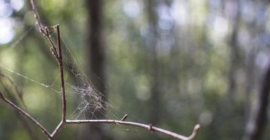 teia de aranha nos arbustos da floresta verde. foto