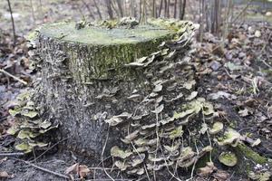cogumelos de madeira, floresta foto