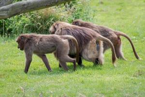 Littlebourne, Kent, Reino Unido, 2014. três babuínos gelada andando em formação foto