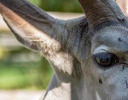 littlebourne, kent, reino unido, 2014. grande kudu close-up do rosto foto