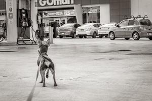 puerto aventuras quintana roo mexico 2022 cachorro na coleira esperando no posto de gasolina do golfo méxico. foto