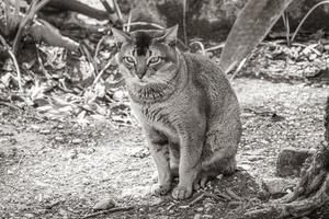 lindo gato bonito com olhos verdes na selva tropical méxico. foto