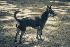 cão terrier de brinquedo russo marrom mexicano em tulum méxico. foto